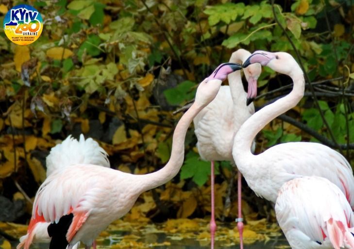 Киевлян зовут посмотреть, как в зоопарке кормят фламинго