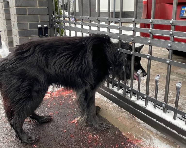 Застрягла в паркані: під Києвом врятували собаку, що потрапив у біду