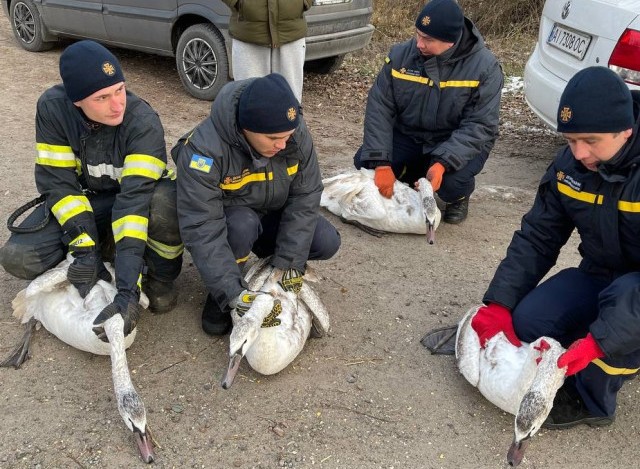 На озере под Киевом спасли замерзающих лебедей