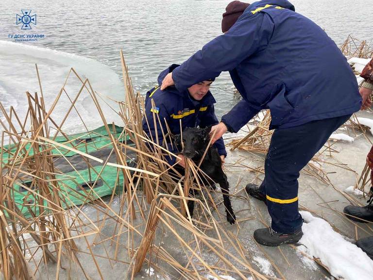 Из реки под Киевом спасли собаку