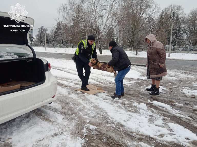В Борисполе полицейские пришли на помощь сбитой собаке