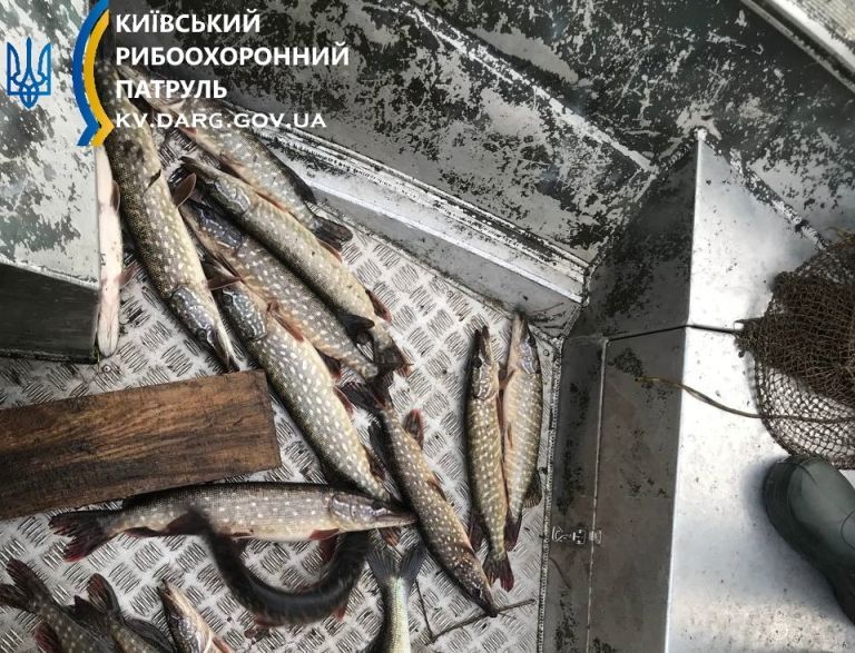 На реке под Киевом браконьер наловил рыбы на 60 тысяч