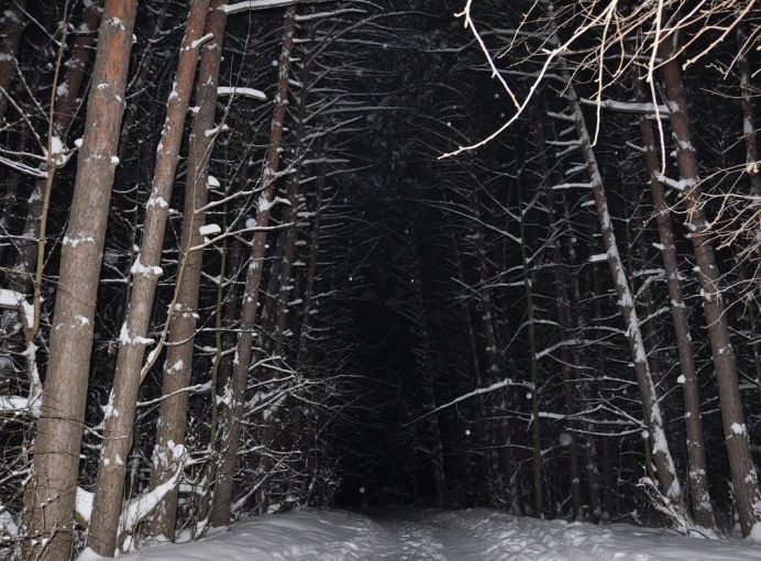 Полицейские всю ночь прочесывали лес под Киевом в поисках пропавшей женщины