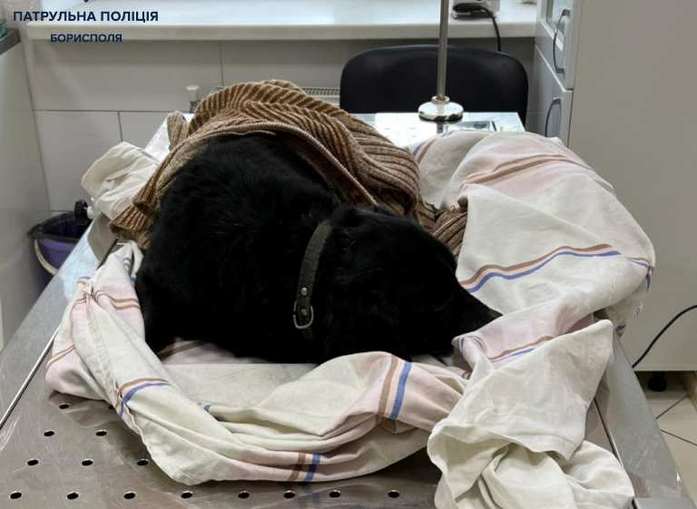 В Борисполе патрульные пришли на помощь сбитой собаке