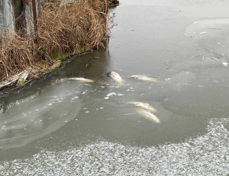 Экологи выяснили, из-за чего в реке в Фастове погибла рыба