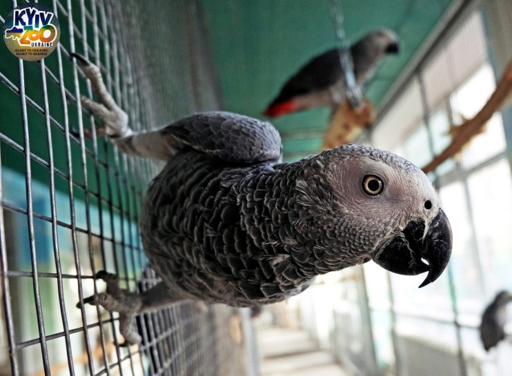 Киевлян зовут посмотреть на попугаев жако, спасенных в начале войны