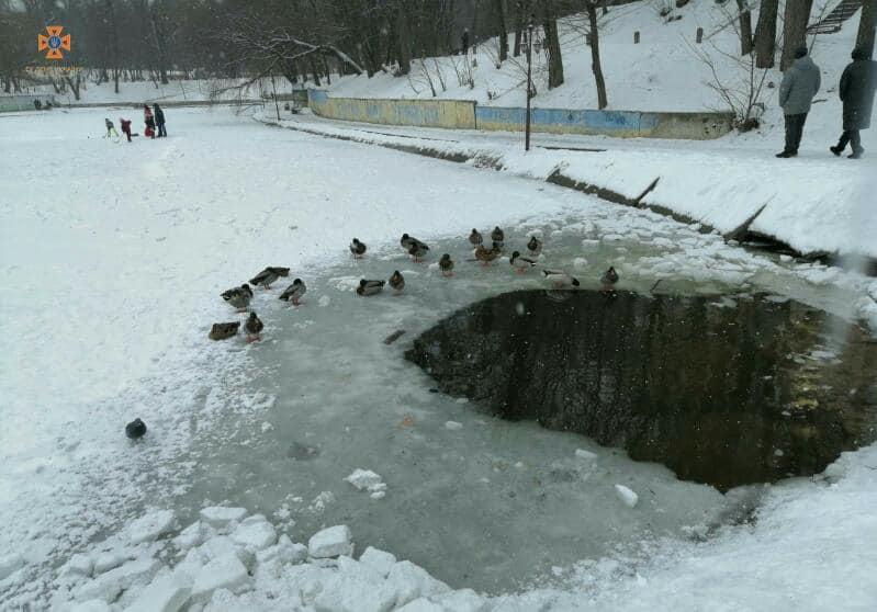Під Києвом на озері врятували птахів