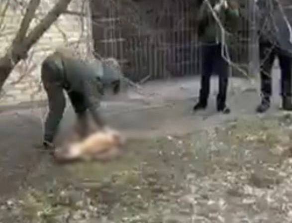 В Борисполе мужчина выбросил из окна высотки собаку: пес погиб