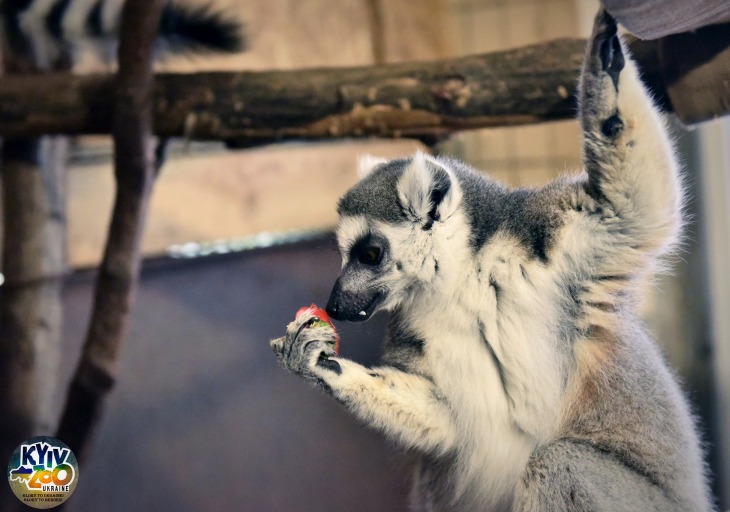 У Київському зоопарку відзначили день народження лемура Байрактара
