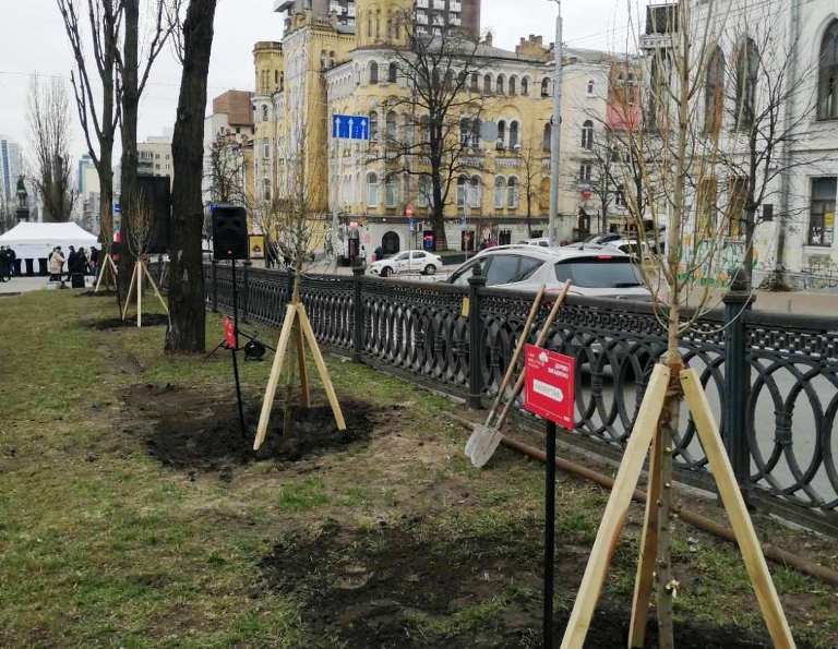 На бульваре в центре Киева высадили тополя