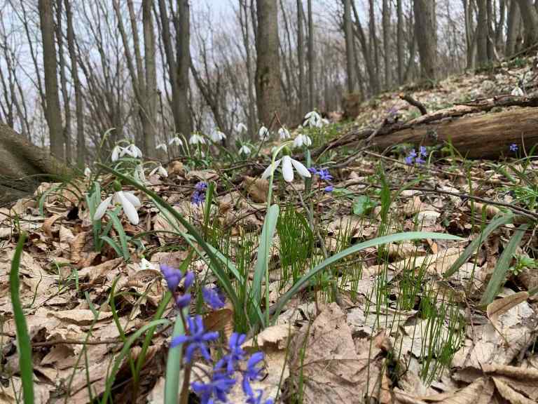 Возле Киева в лесу нашли поляну с редкими первоцветами