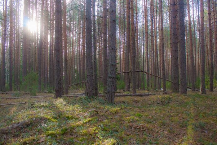 В Киеве в лесу потерялась няня с ребенком