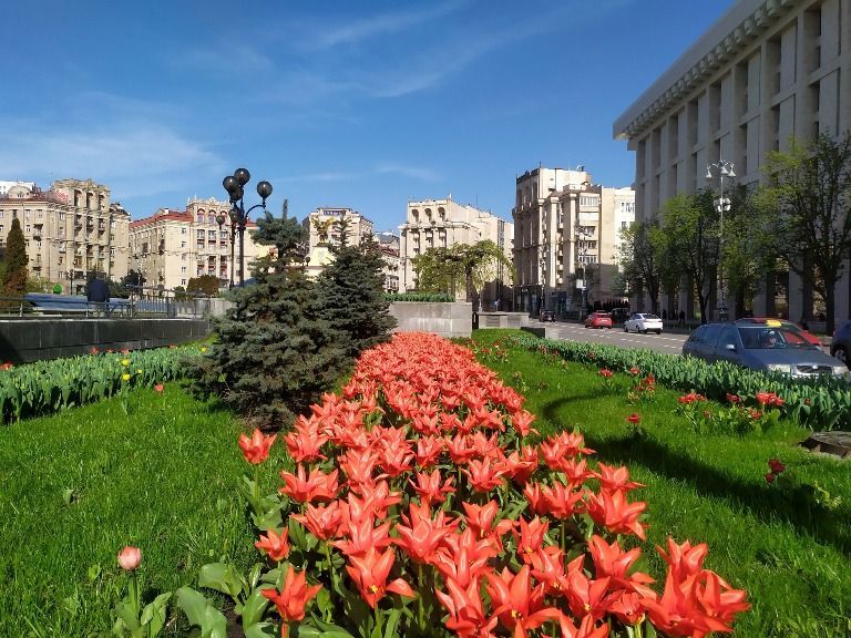 В центре Киева зацвели тюльпаны, подаренные Королевством Нидерланды