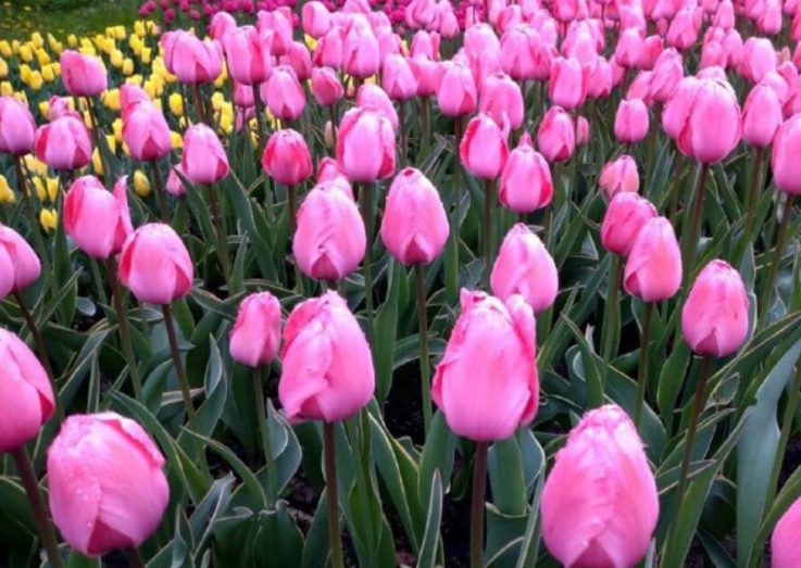 На Певческом поле в Киеве откроется выставка тюльпанов