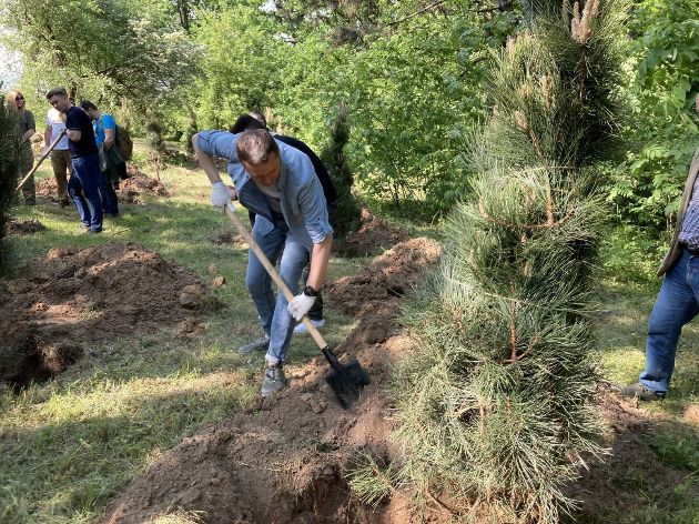 В Киеве в ботаническом саду посадили 25 крымских сосен