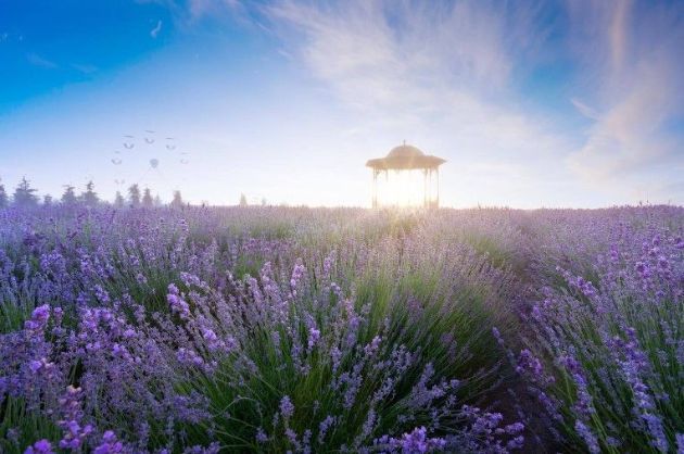 На Київщині можна буде побачити, як квітнуть лавандові поля
