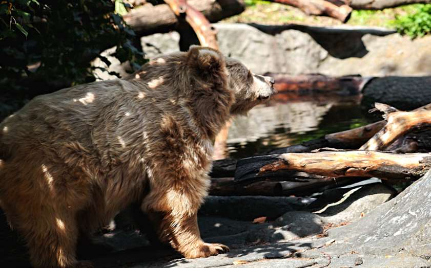 В столичном зоопарке обновили летний вольер для медведя Боба и медведицы