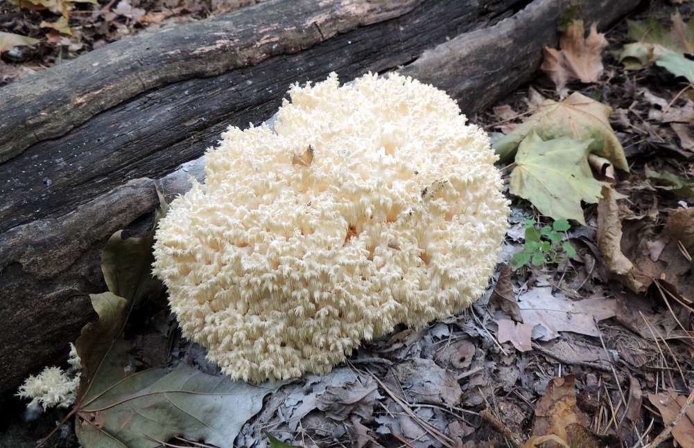 В Святошинском районе обнаружили краснокнижный гриб