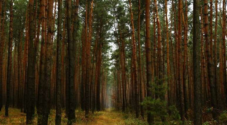 "Броварской лес" объявлен ландшафтным заказником местного значения, а "Два брата" - ботаническим памятником природы