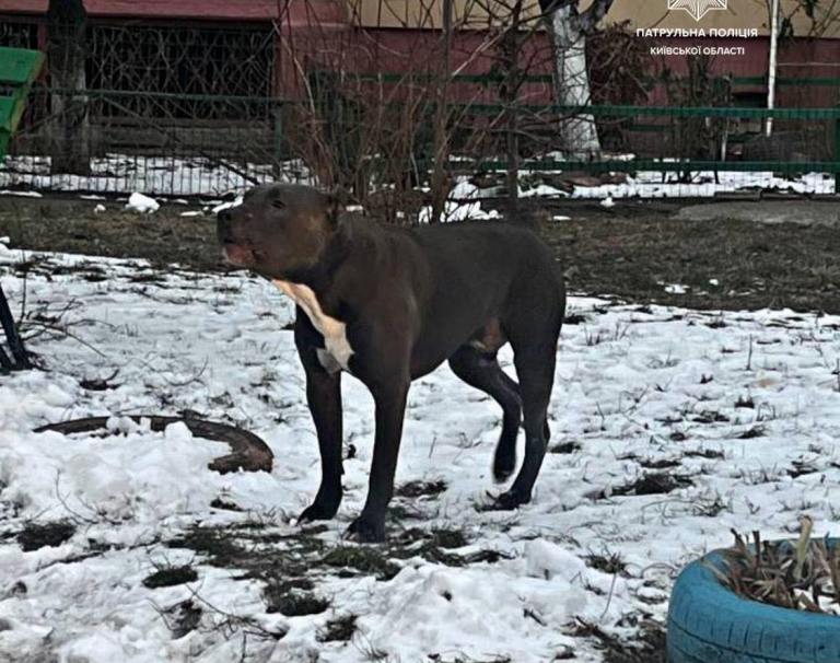 Бойцовская собака покусала двух детей в Борисполе