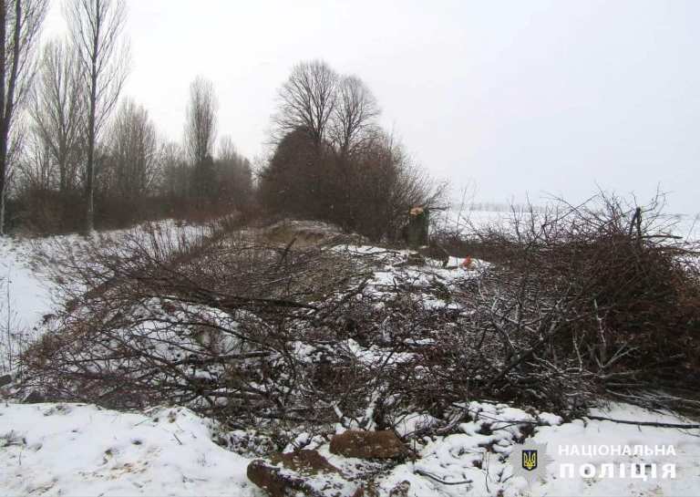 "Чорні лісоруби" нарубали дерев на 2,4 мільйона в Київській області
