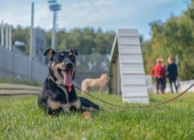 Киевляне просят обустроить больше площадок для выгула собак