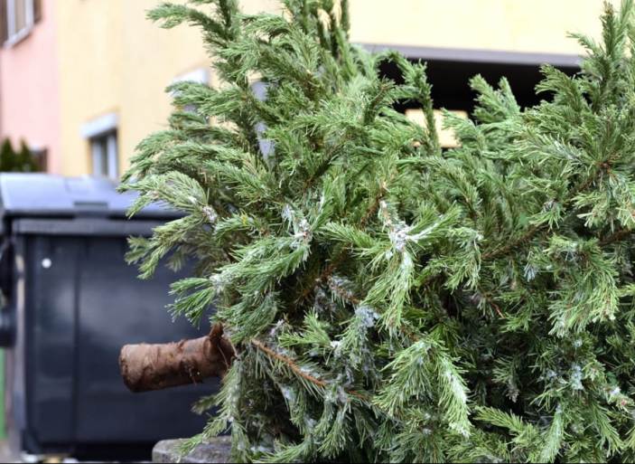 В Киеве закрывают пункты приема елок