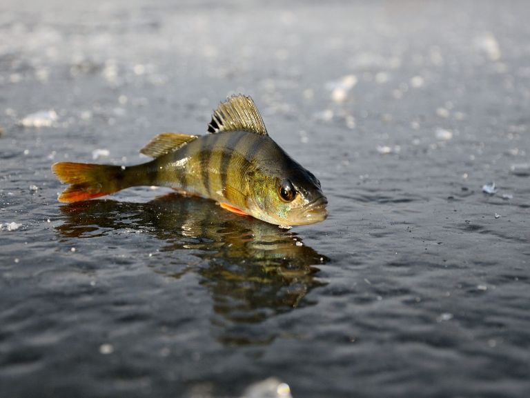 На Виноградарі рятують рибу в озері
