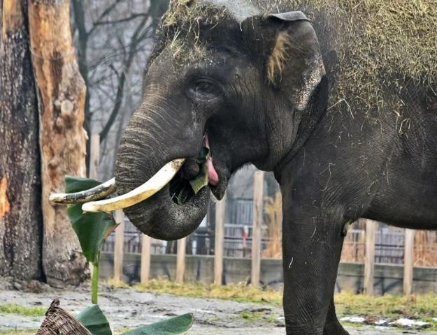 В Киевском зоопарке отметили день рождения слона Хораса (видео)