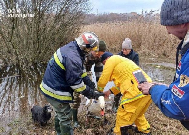 В птицу стреляли дротиками: под Киевом спасли раненого лебедя