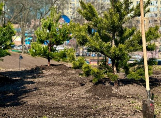 Каштаны, клены и липы: в Соломенском парке высадили деревья