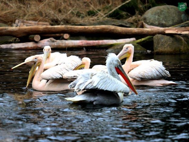 На озера в Киевзоо вернули пеликанов (видео)