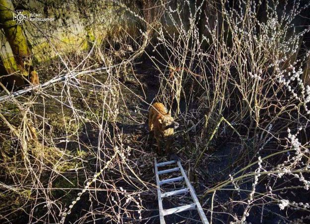 Из канализации в Киевской области спасли собаку