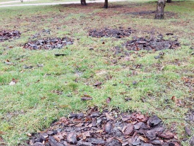 Вандалы похитили растения в парке на Отрадном