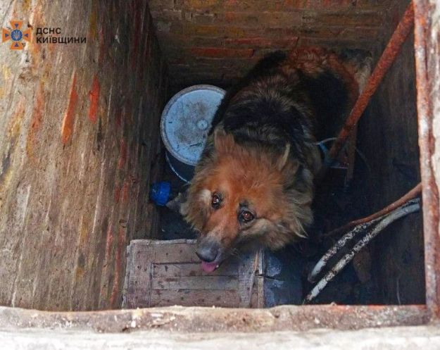 У Київській області з каналізації врятували собаку