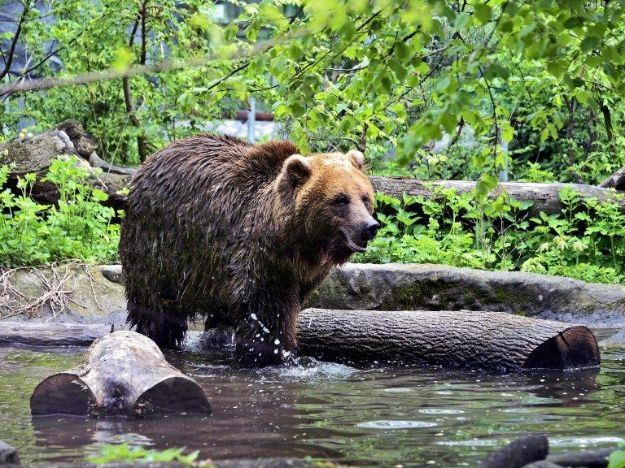 В Киевзоо обновили летние угодья медведей