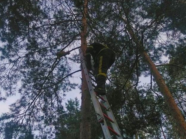 Сутки просидел на дереве: под Киевом спасли кота (видео)