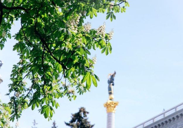 У Києві квітнуть каштани (фото)
