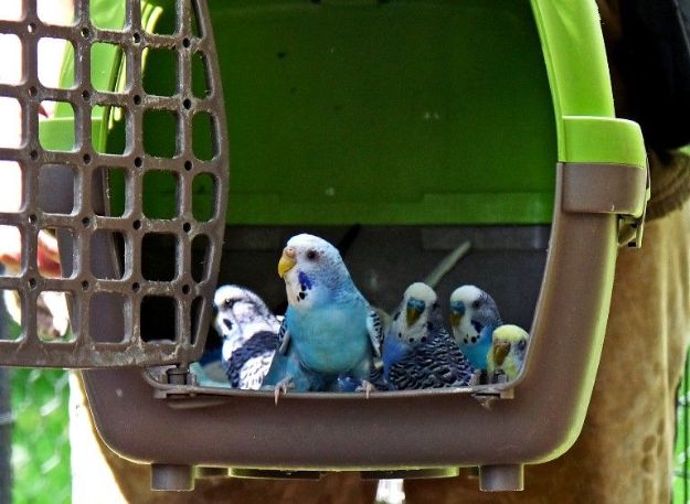 Спасенных во время войны попугаев в Киевзоо переселили в новый дом