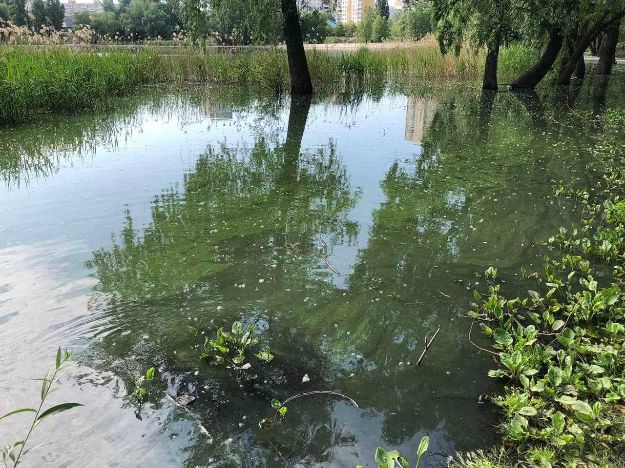 Озеро Белое в Киеве стало зеленым