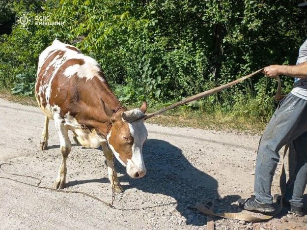 На Київщині з ями витягли корову