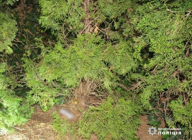 Лежала під туєю: мешканка Київщини знайшла у дворі гранату