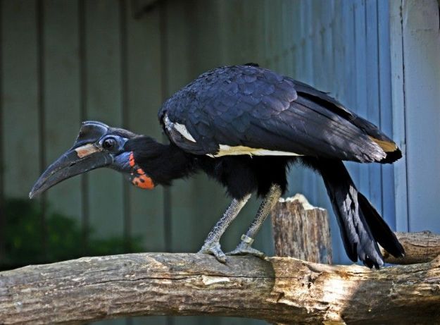 В Киевзоо обновили вольер для спасенных из Харьковщины птиц