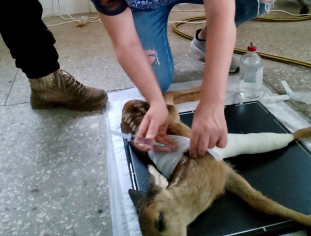 На Київщині зоозахисники рятують травмовану косулю