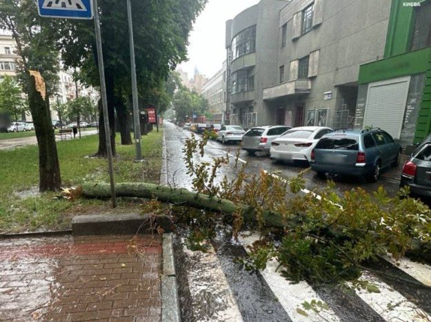 У Києві негода повалила дерева: де ускладнено рух