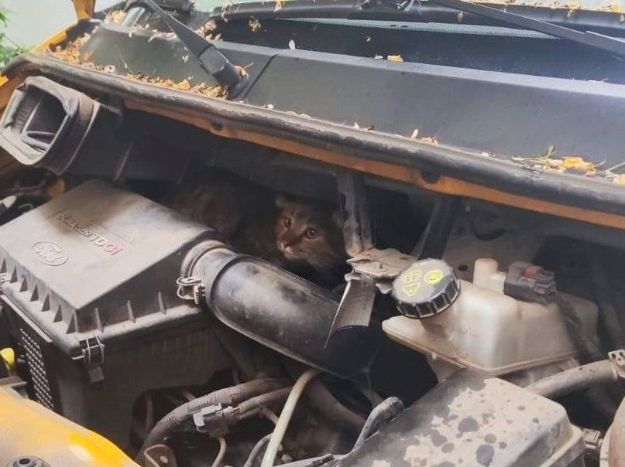 Спряталась под капотом: в Киеве из машины спасли кошку