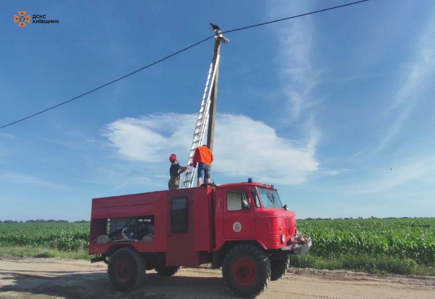 На Київщині врятували лелеку