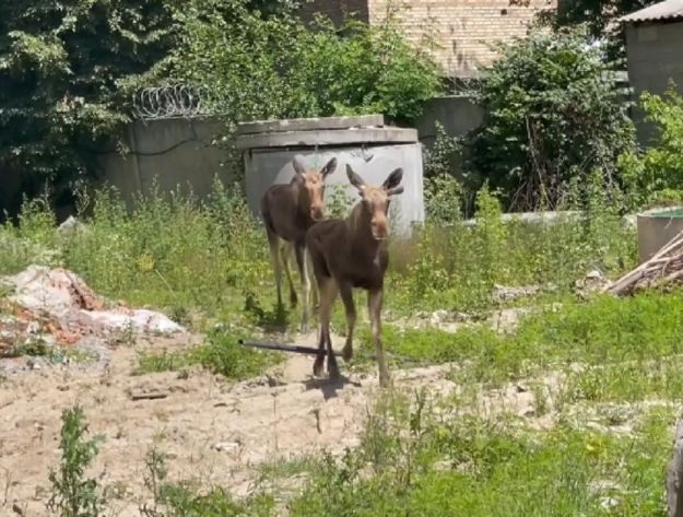 На стройке в Киеве заблудились лоси