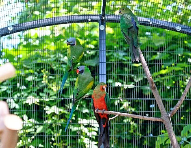 В Киевзоо создали новый дом для фазанов и попугаев