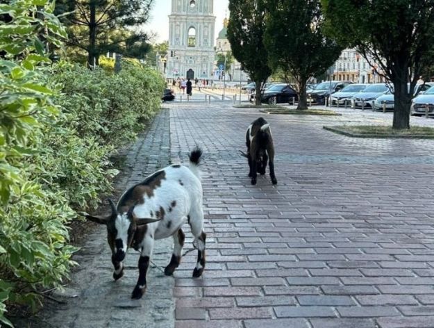 На Софійській площі гуляють кози-переселенки